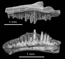 Anoualerpeton unicus maxilla and dentary.png