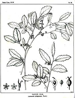 <i>Aphananthe philippinensis</i> Species of tree