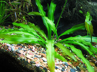 <i>Aponogeton undulatus</i> Species of aquatic plant