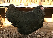 A hen of the black colour variant Appenzeller barthuhn schwarz.jpg