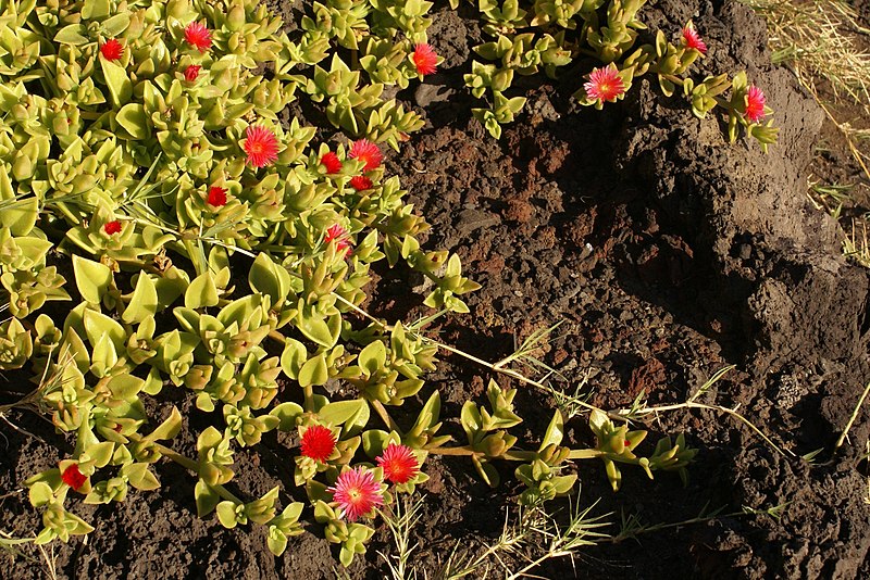 File:Aptenia cordifolia onRéunionShore.JPG