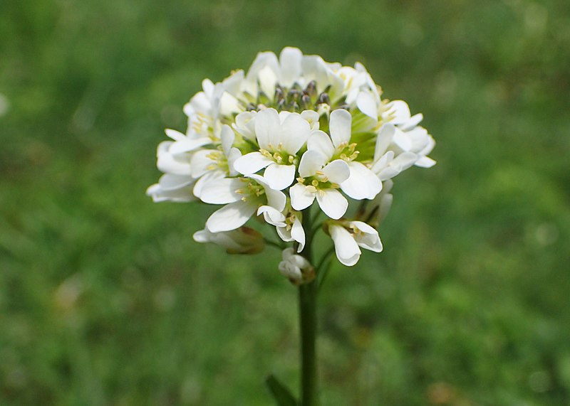 File:Arabis sagittata kz08.jpg