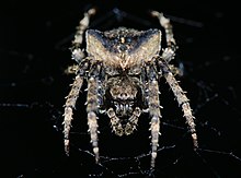 Araneus angulatus (50838568828).jpg