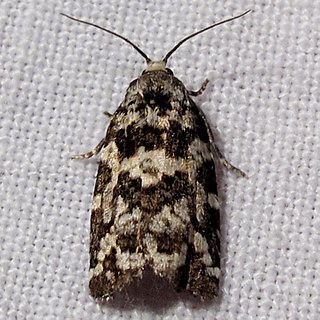 <i>Archips packardianus</i> Species of moth