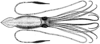 <span class="mw-page-title-main">Giant squid</span> Deep-ocean dwelling squid in the family Architeuthidae