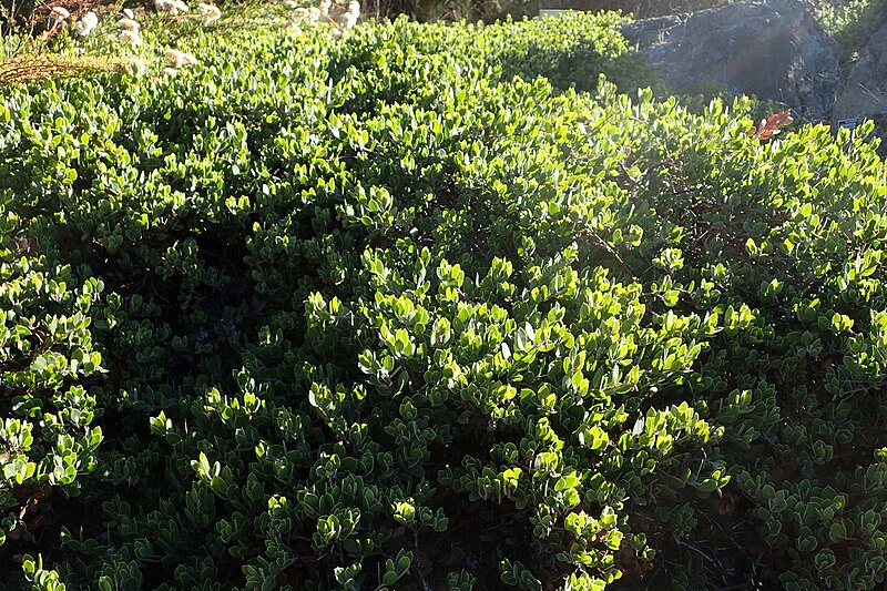 File:Arctostaphylos francisciana kz3.jpg