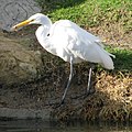 Ardea alba great egret C, Y