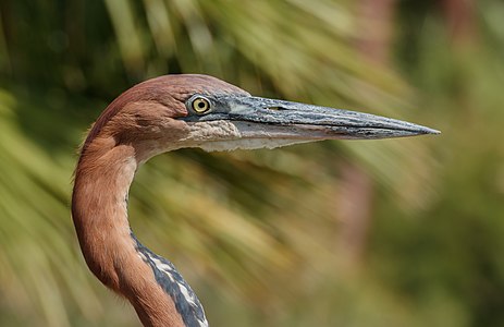 Ardea goliath - Réserve africaine de Sigean 04