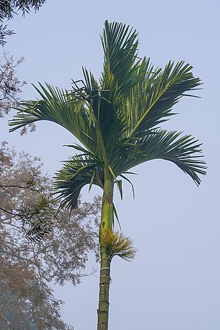 <i>Areca catechu</i> Species of palm