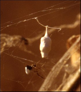 <i>Argyrodes argentatus</i> Species of spider