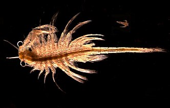 Artemia monica, the Mono Lake brine shrimp