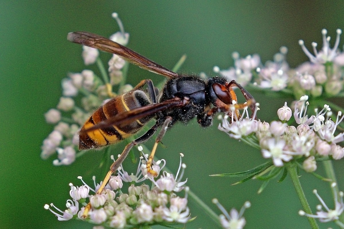 Bộ sưu tập côn trùng 2 - Page 17 1200px-Asian_hornet_%28Vespa_velutina%29