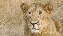 A sub-adult Asiatic lion in Gir Forest, India Asiatic Lion at Gir.jpg