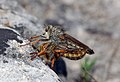 Machimus chrysitis, mating, Le Caylar, Languedoc-Roussillon, France