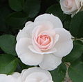 Aspirin rose (7592668410).jpg