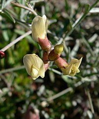 Astragalus aequalis