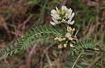 Miniatura para Astragalus garbancillo