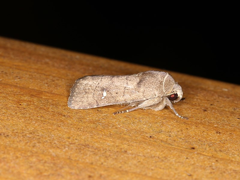 File:Athetis sp. (40991104661).jpg