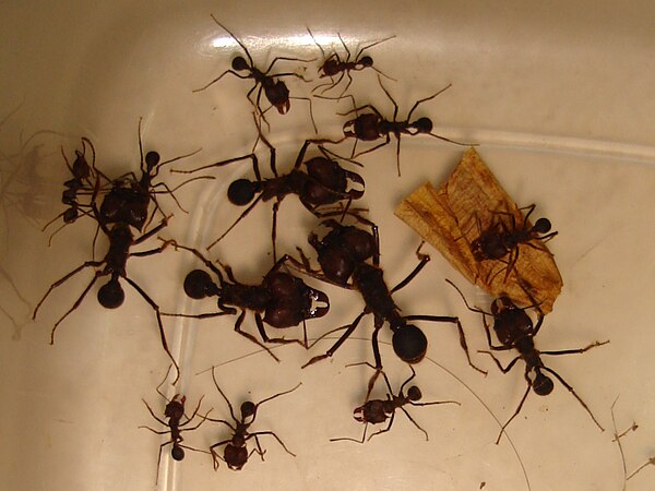 Different sizes of Atta insularis workers demonstrating the common polymorphism of higher attines