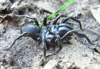 <i>Atypus piceus</i> Species of spider