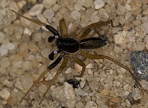 Aulonia albimana, male