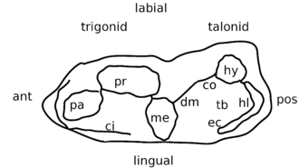 Figure 2. Generalized australosphenidan lower molar seen from above, illustrating major features. Abbreviations: ant, anterior (towards the front); pos, posterior (towards the back); ci, cingulum; pa, paraconid; pr, protoconid; me, metaconid; dm, distal metacristid; co, cristid obliqua; hy, hypoconid; hl, hypoconulid; ec, entocristid; tb, talonid basin. Australosphenidan molar labeled.png