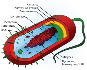 Average prokaryote cell- ru.svg