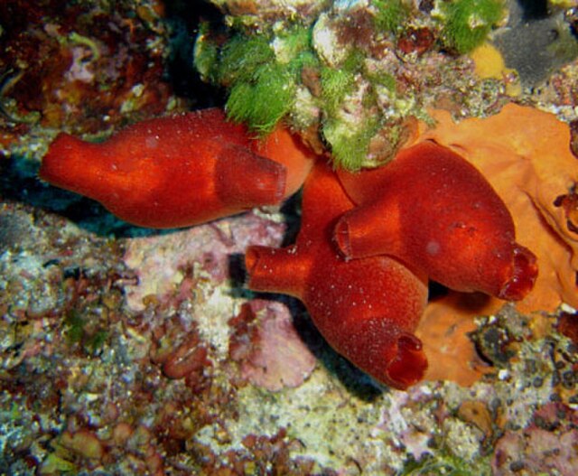 Tunicates: sea squirts