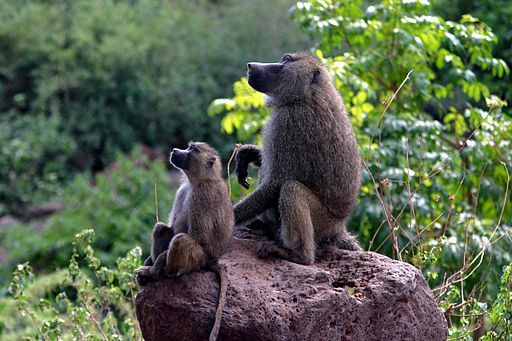 Baboons on rock