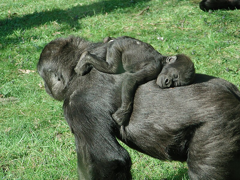 File:Baby gorilla sleeping.jpg