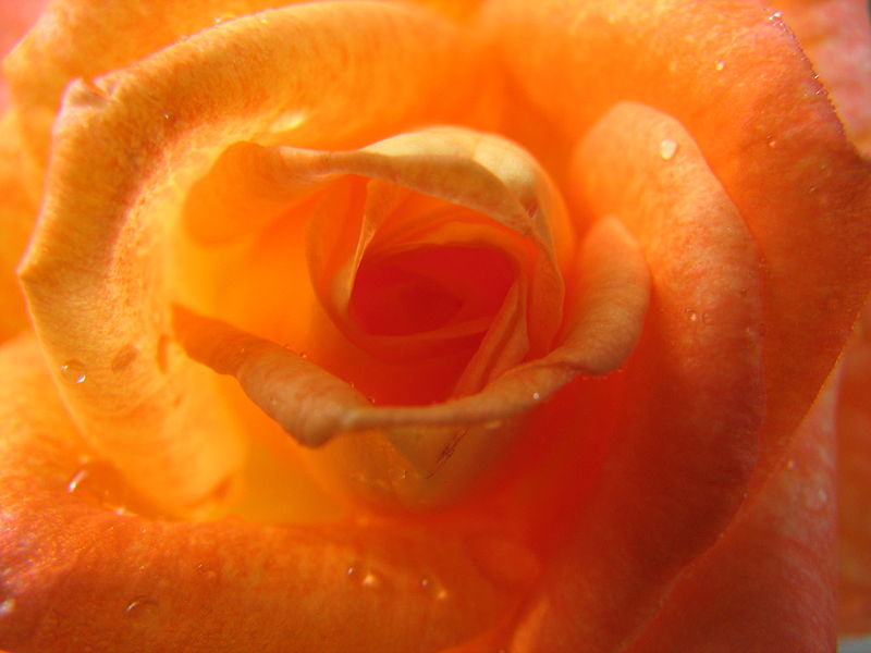 File:Backlit Yellow Pink Rose Interior With Raindrops (200393885).jpg