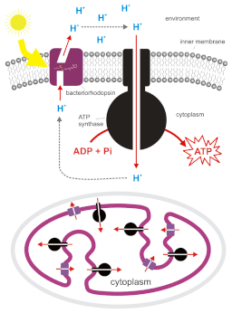 When exposed to sunlight, bacteriorhodopsin pumps H+ ions out of the cell which is later used by ATP synthase to generate ATP