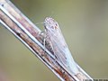 Balclutha punctata (Fabricius, 1775)