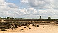 Balloërveld, natuurgebied in Drenthe.