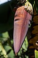 * Nomination Banana inflorescence, Cheruthony, Kerala --Tagooty 16:07, 17 March 2022 (UTC) * Promotion Banana flowers tend to be pretty big. Could you possibly sharpen this photo a bit? -- Ikan Kekek 18:20, 17 March 2022 (UTC) @Ikan Kekek:  Done Please review the new version. --Tagooty 04:06, 18 March 2022 (UTC)  Support Weak support, good at 70%. -- Ikan Kekek 05:43, 18 March 2022 (UTC)