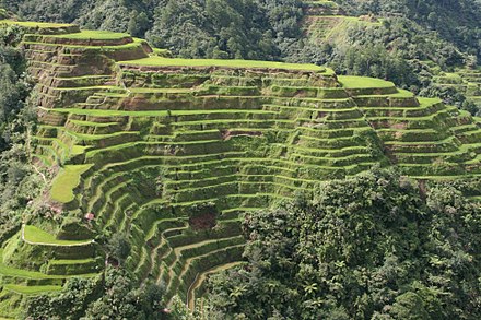 Terrace just outside Banaue town.