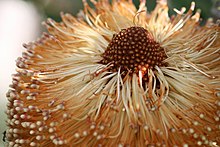 Ananas Banksia.jpg