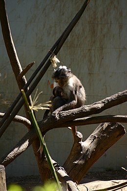 Apykaklėtasis mangabis (Cercocebus torquatus)