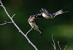 Thumbnail for File:Barn swallow (feeding) at Tennōji Park in Osaka, June 2016.jpg