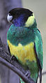 Darlmoorluk (Twenty-eight Parrot)