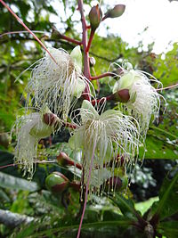 B. racemosa