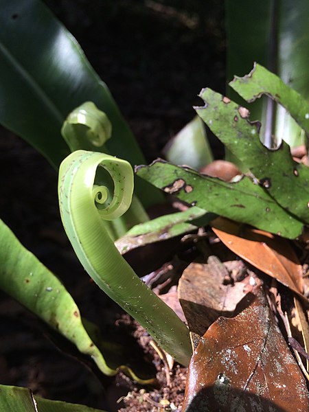 File:Basket fern (15906884025).jpg