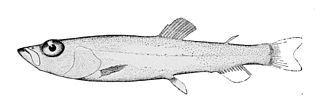 <i>Leuroglossus stilbius</i> Species of fish