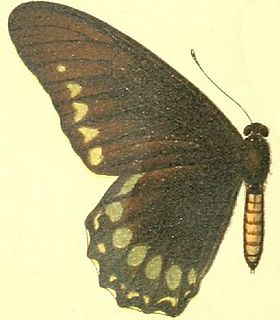 <i>Battus eracon</i> Species of butterfly