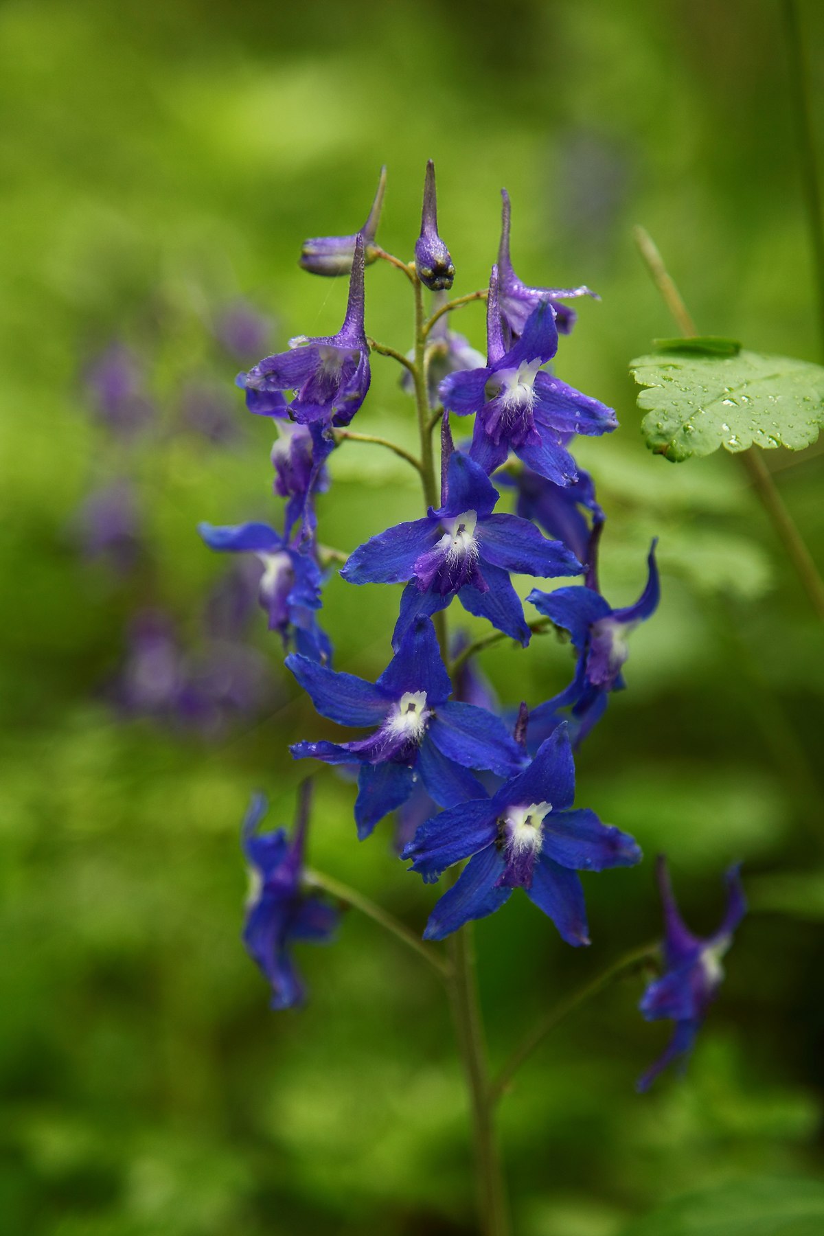 https://upload.wikimedia.org/wikipedia/commons/thumb/c/cc/Beautiful-spring-blue-wildflowers_-_West_Virginia_-_ForestWander.jpg/1200px-Beautiful-spring-blue-wildflowers_-_West_Virginia_-_ForestWander.jpg