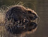 Bever Foto: Per Harald Olsen