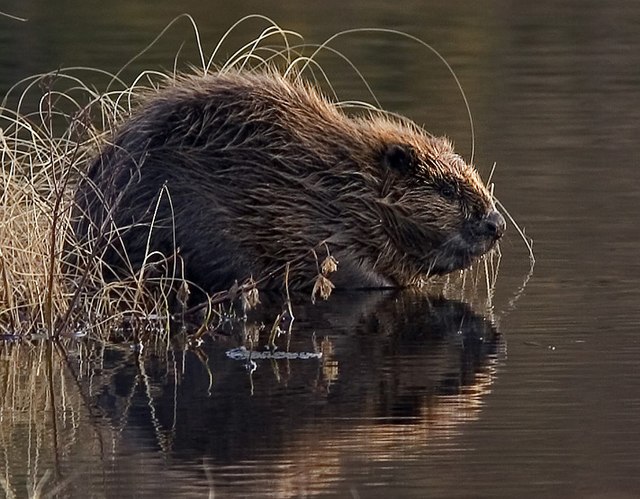 Castor européen