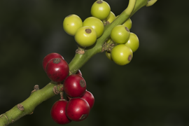 Ant vienos šakelės pernykščiai raudoni vaisiai, šiumetiniai - žali