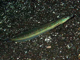 Spotted sand-diver species of fish