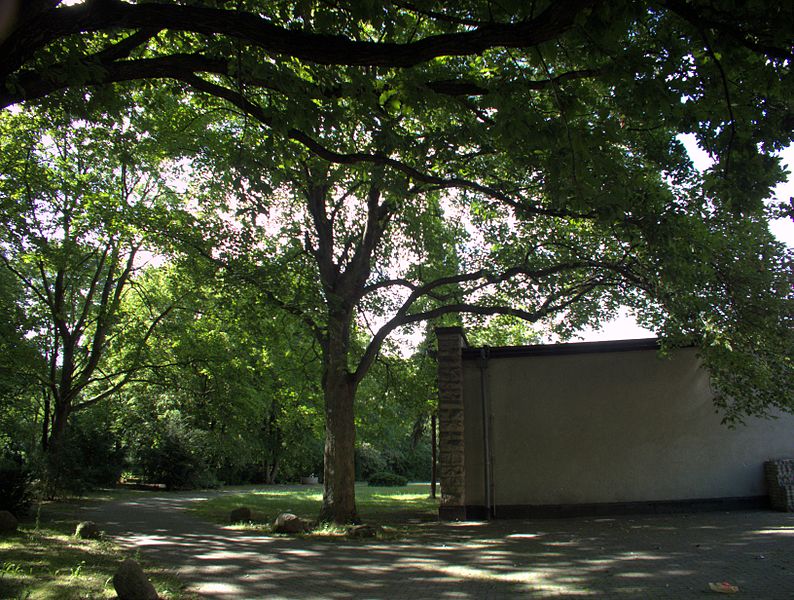 File:Berg-Ahorn-auf-dem-Friedhof-Lilienthalstraße-05.jpg